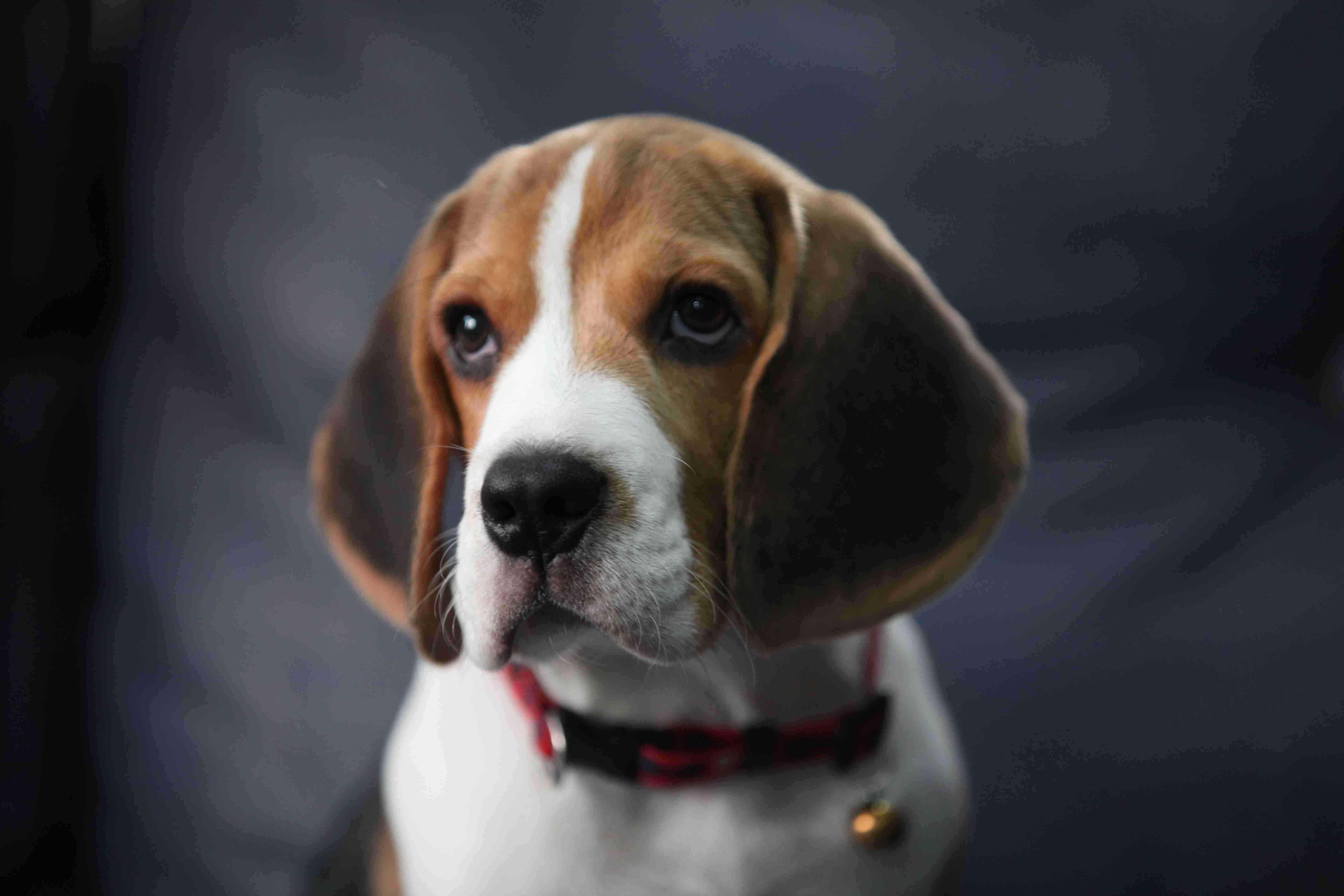 Unveiling the Diversity of Coat Colors and Patterns in Beagles: A Comprehensive Guide